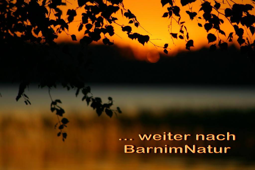 Abendstimmung im Barnim